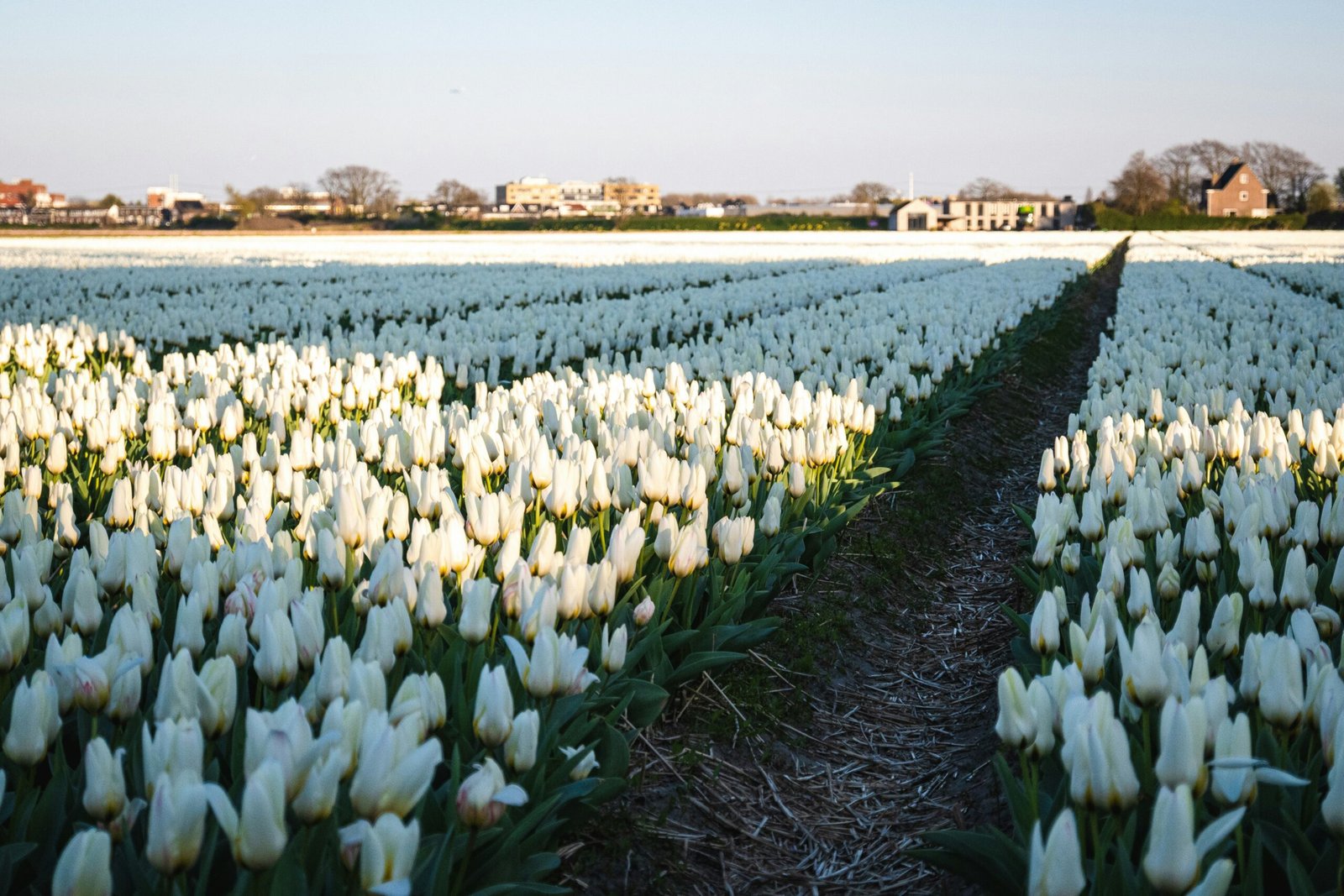 Tulpen in den Niederlanden