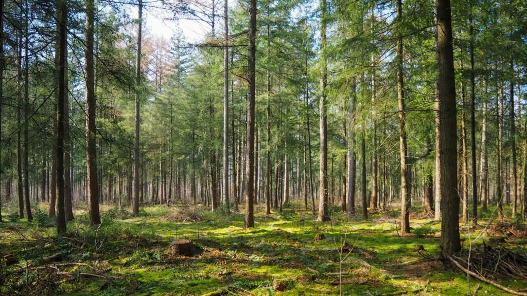 Veluwe Nationalpark